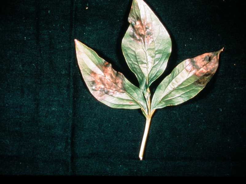 Botrytis Blight of Peony